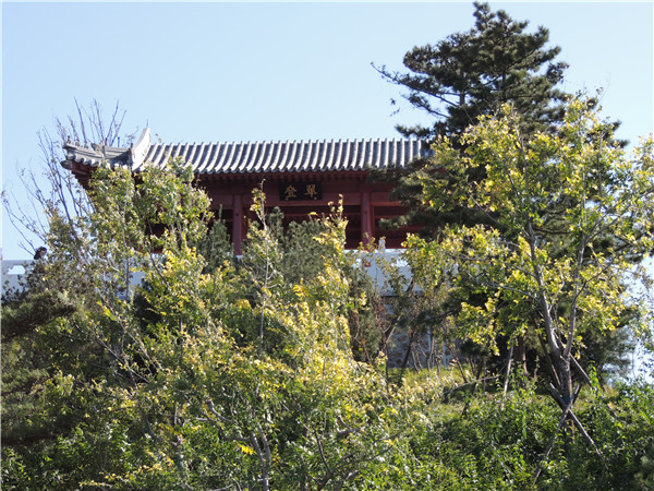 京城游-城市绿心森林公园